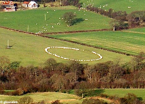 sheepcircle-739586 dans CROP CIRCLES